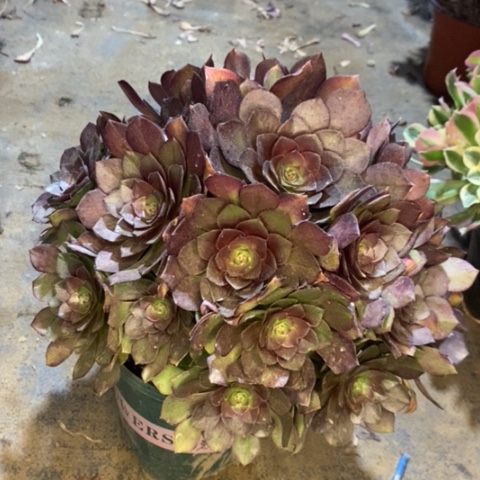 桃花石多肉植物002