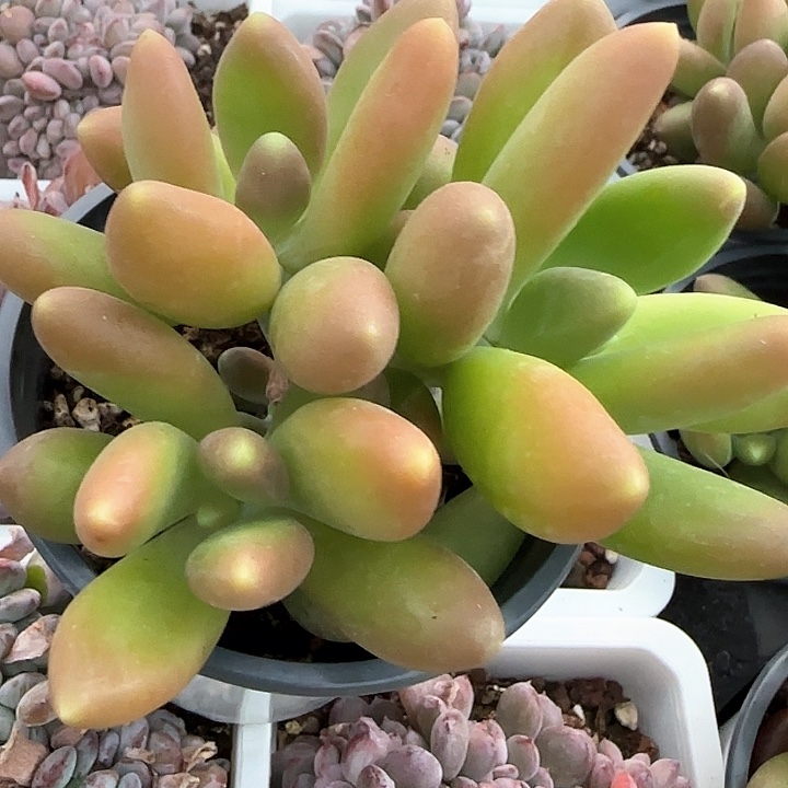 青蛙王子儿童牙膏111