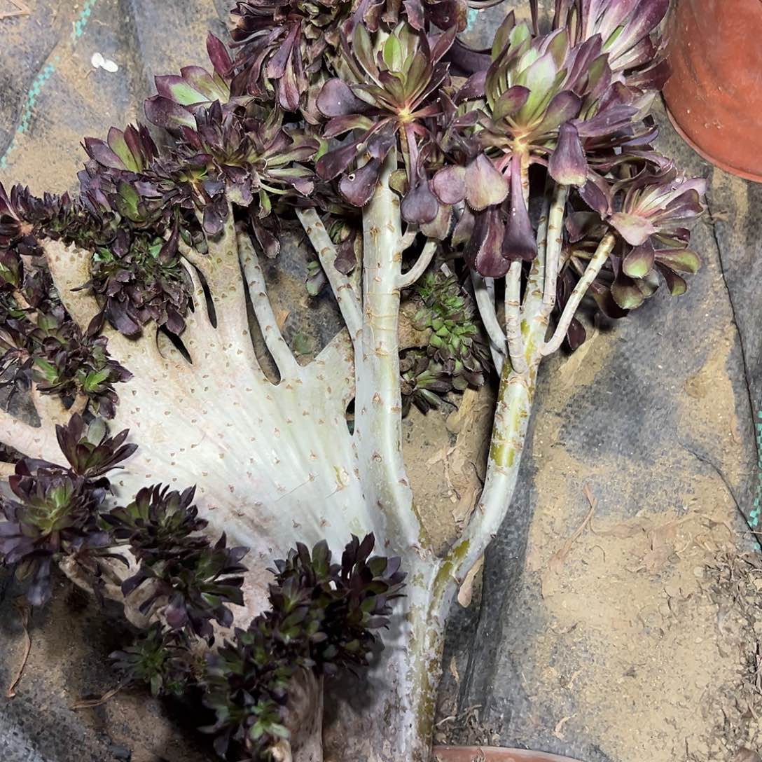 多肉177植物黑法师缀花
