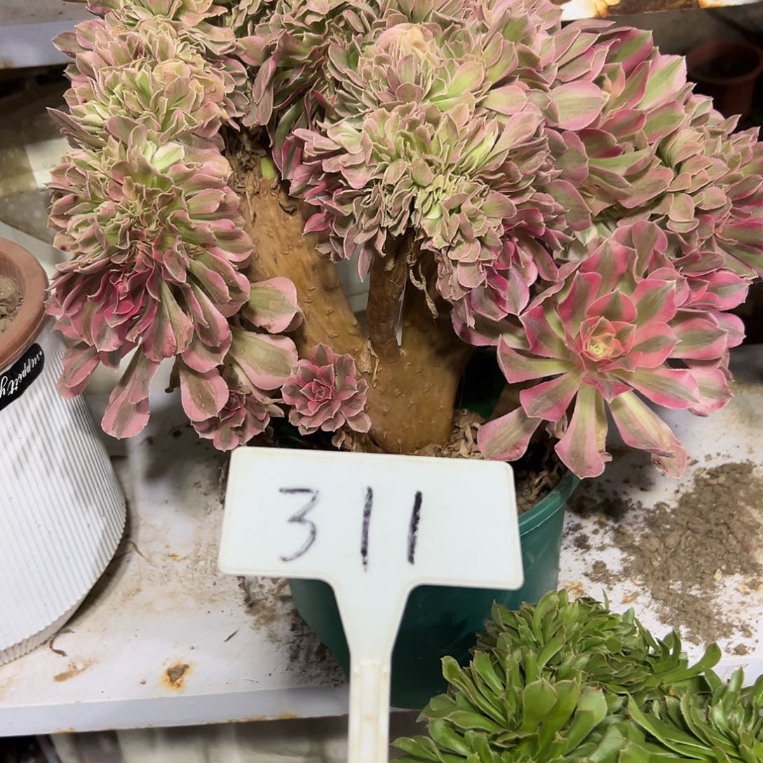 多肉植物粉女巫缀花311
