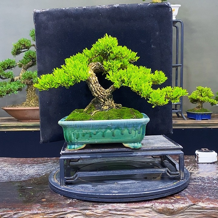 无花朵M黄杨盆景四季通用