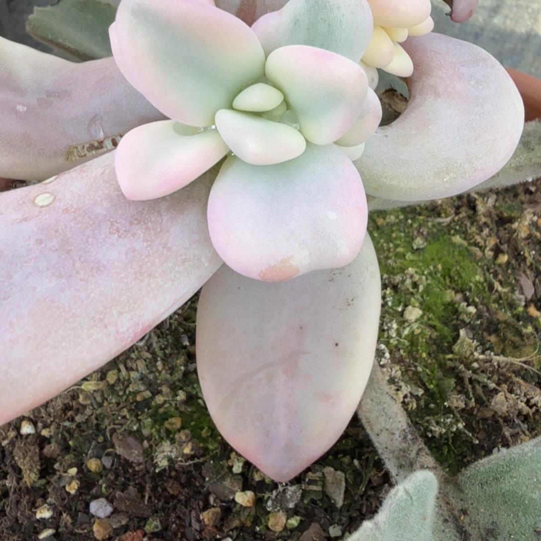 粉兔侧芽可上嫁木安吉园艺锦