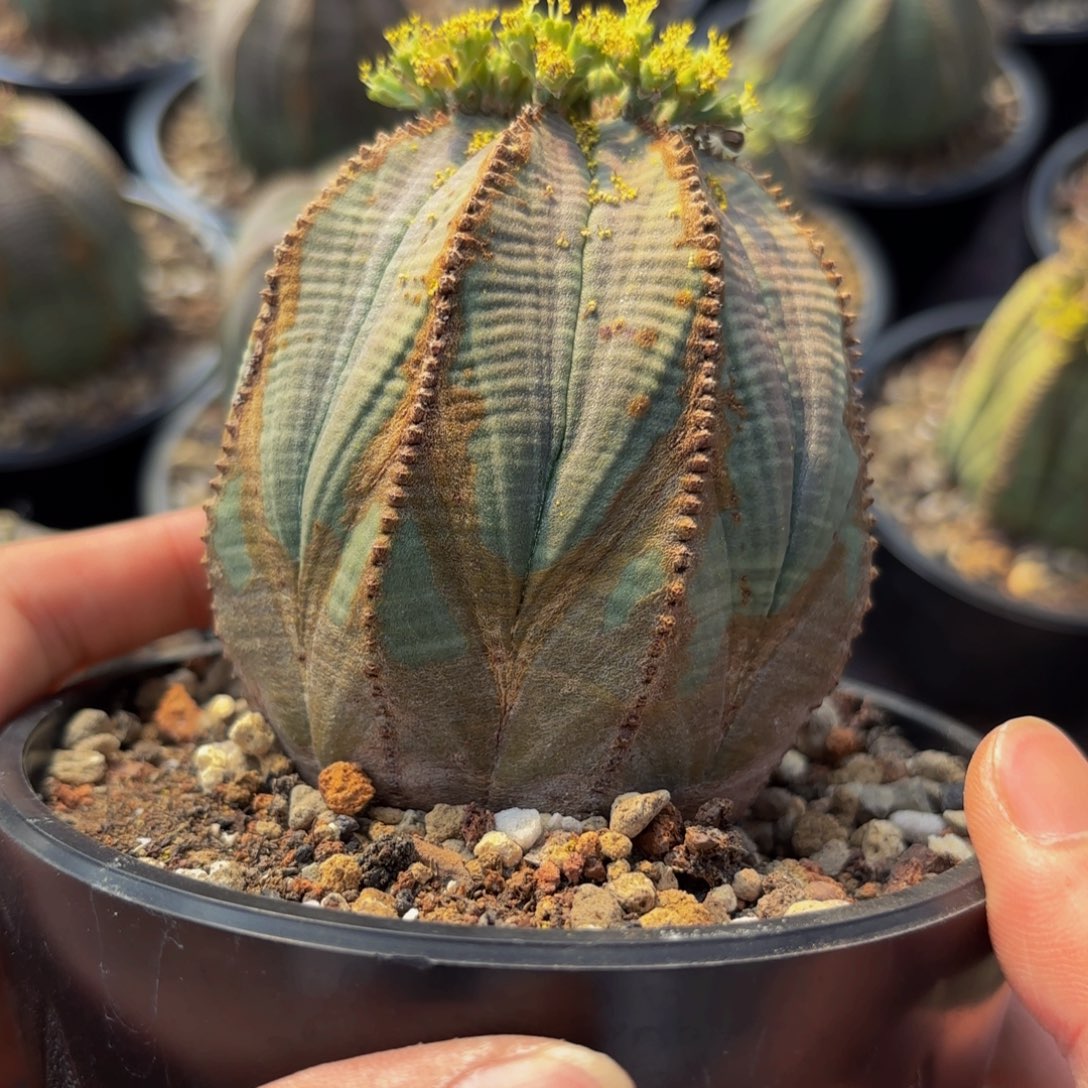 欧系欧布G g g g g g g g g g g g