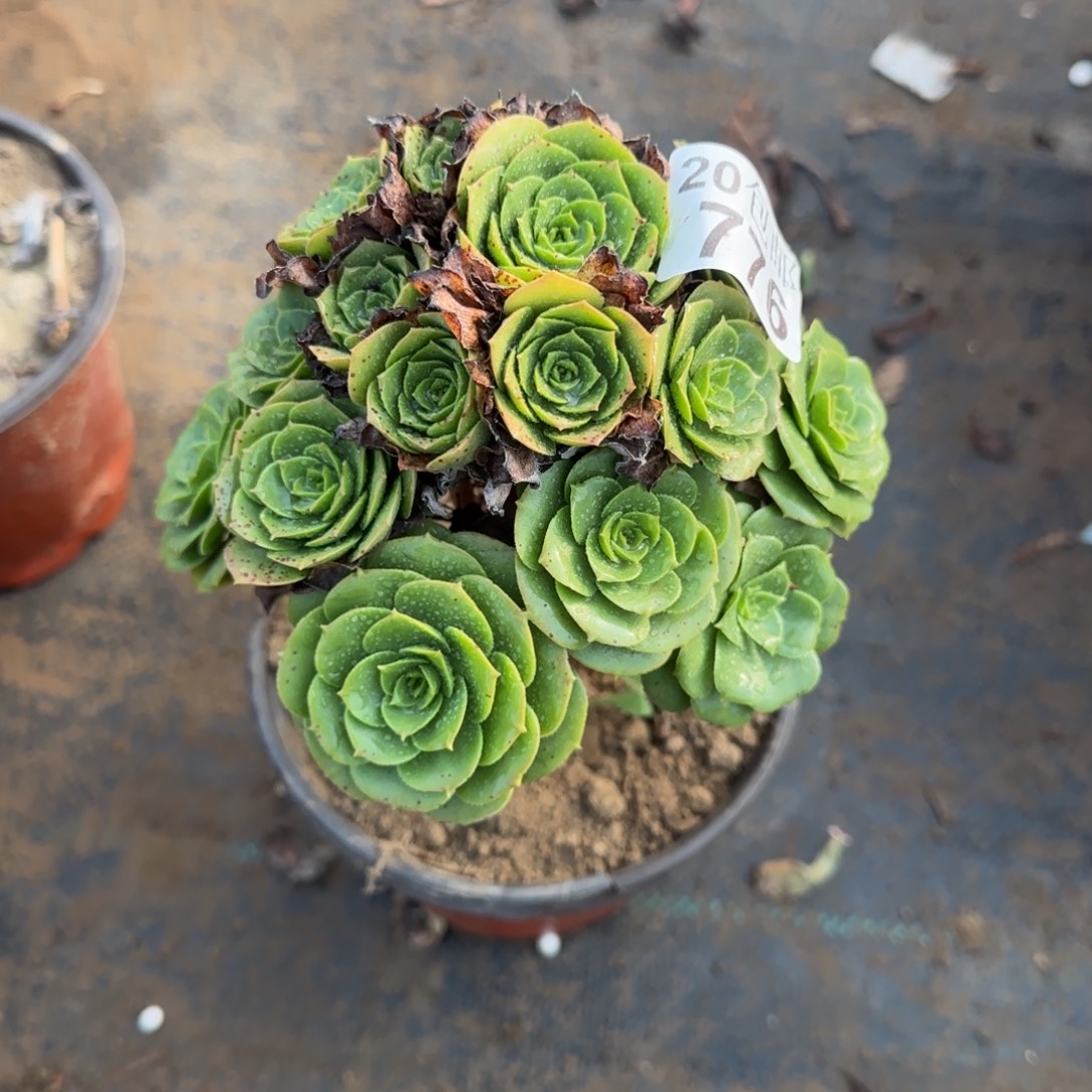 绿羊绒776满20包邮断枝不包