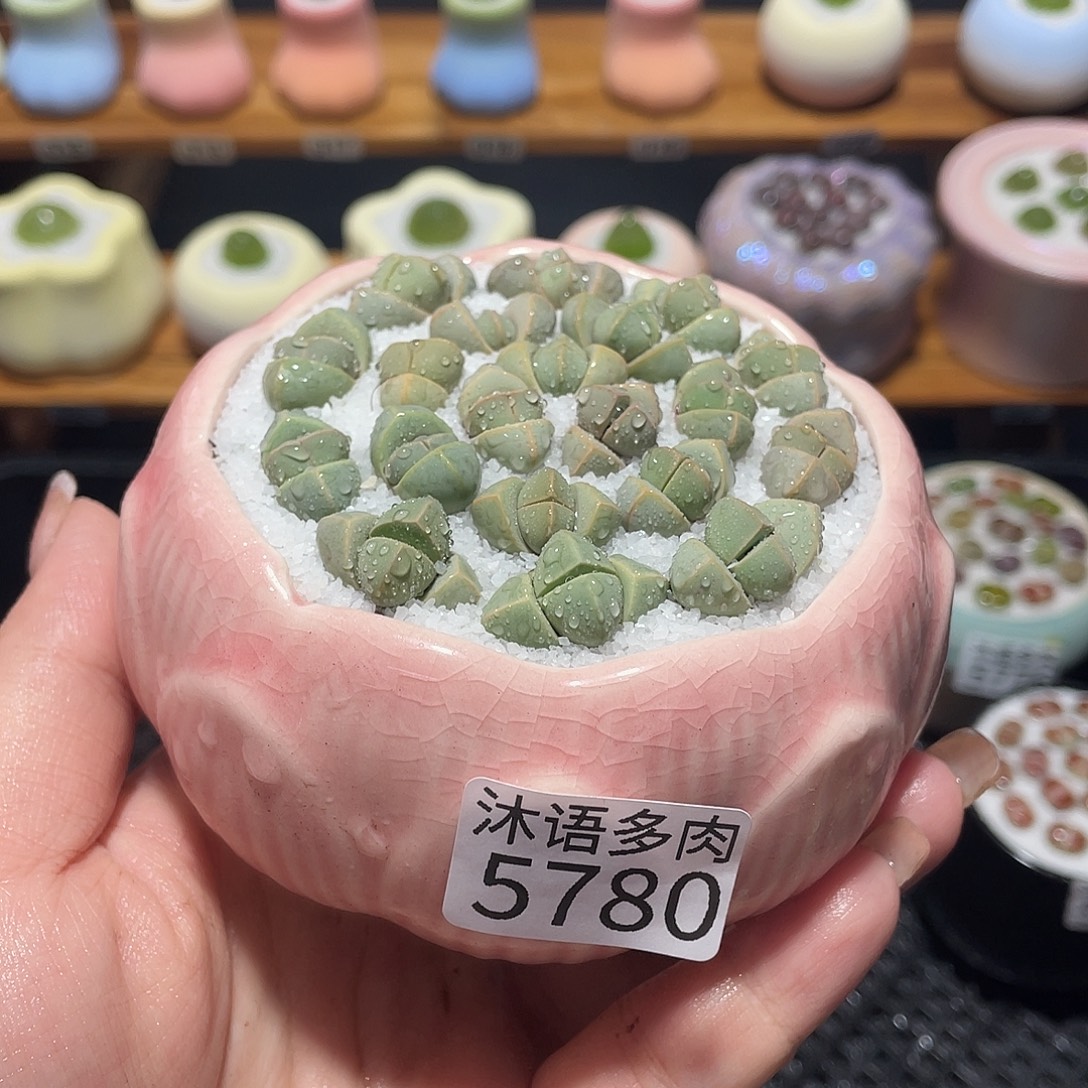 带盆土植物 一物一拍5780