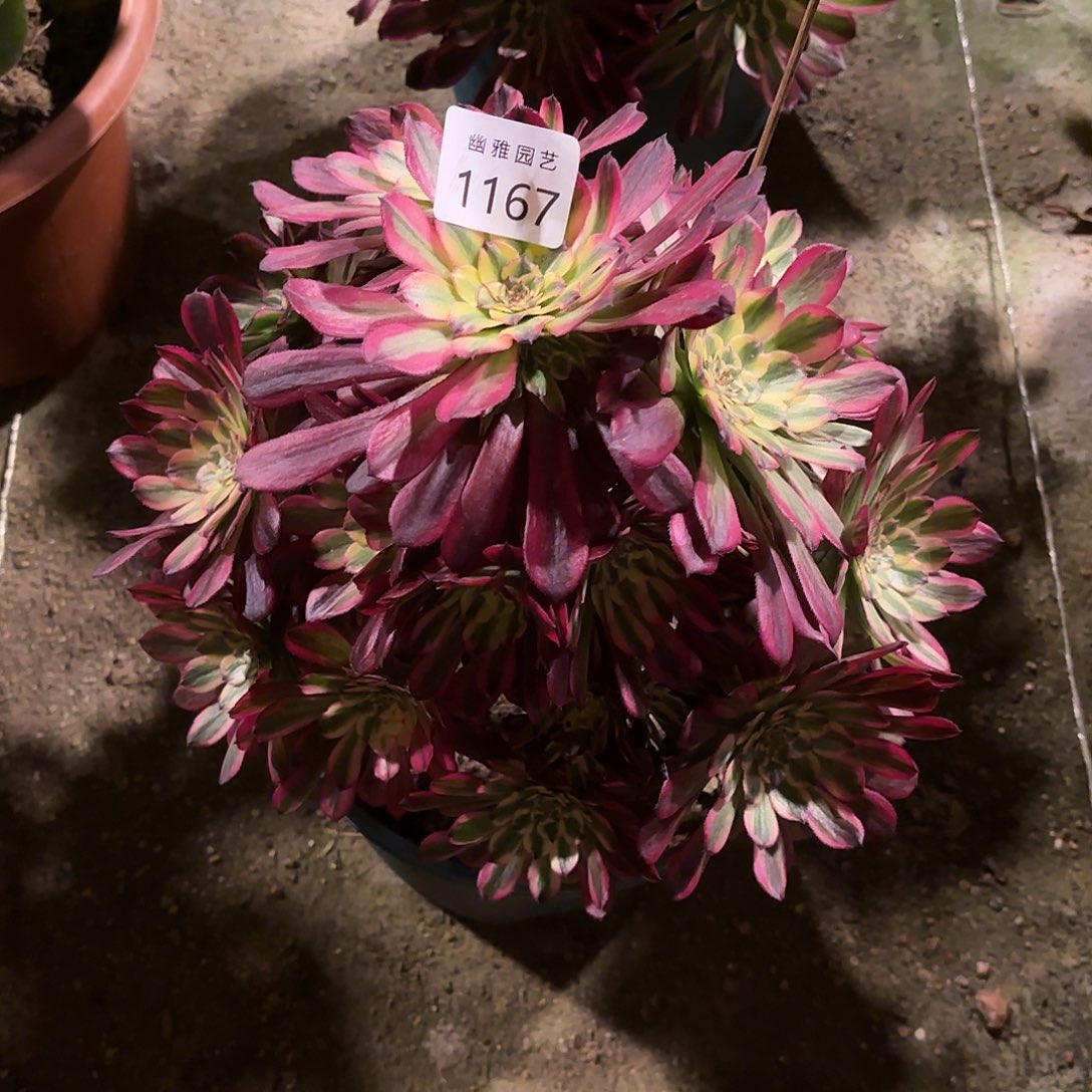 多肉法师维纳斯1167