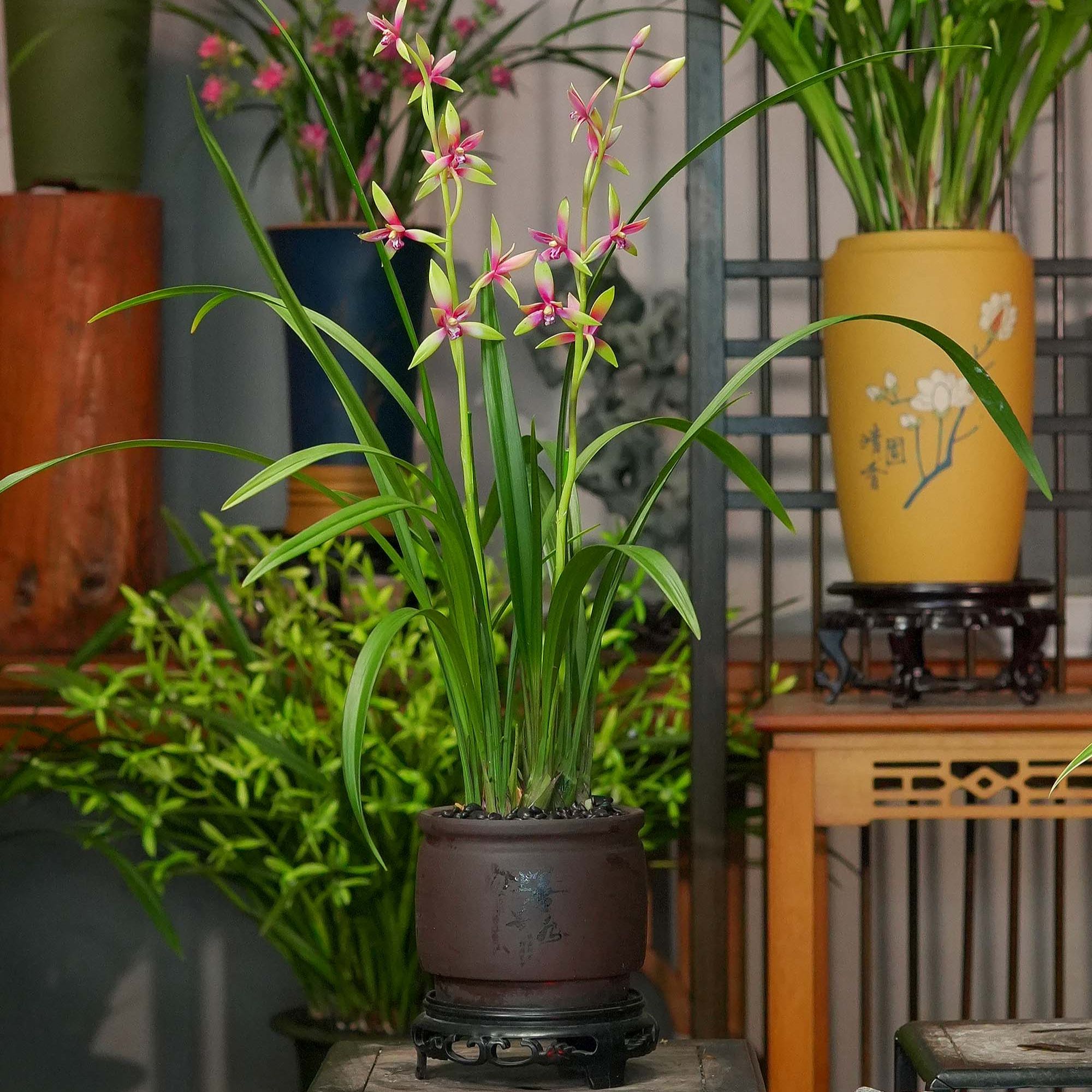 兰花铭品【和光同尘】陶瓷盆 幽香兰花不带花 室内好养盆景盆栽