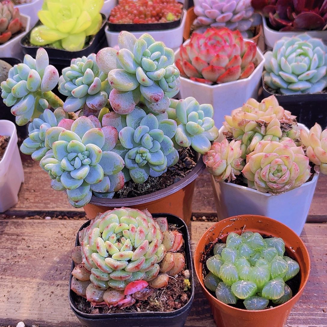 大劳尔➕麦秆群➕白胖子➕姬雨露