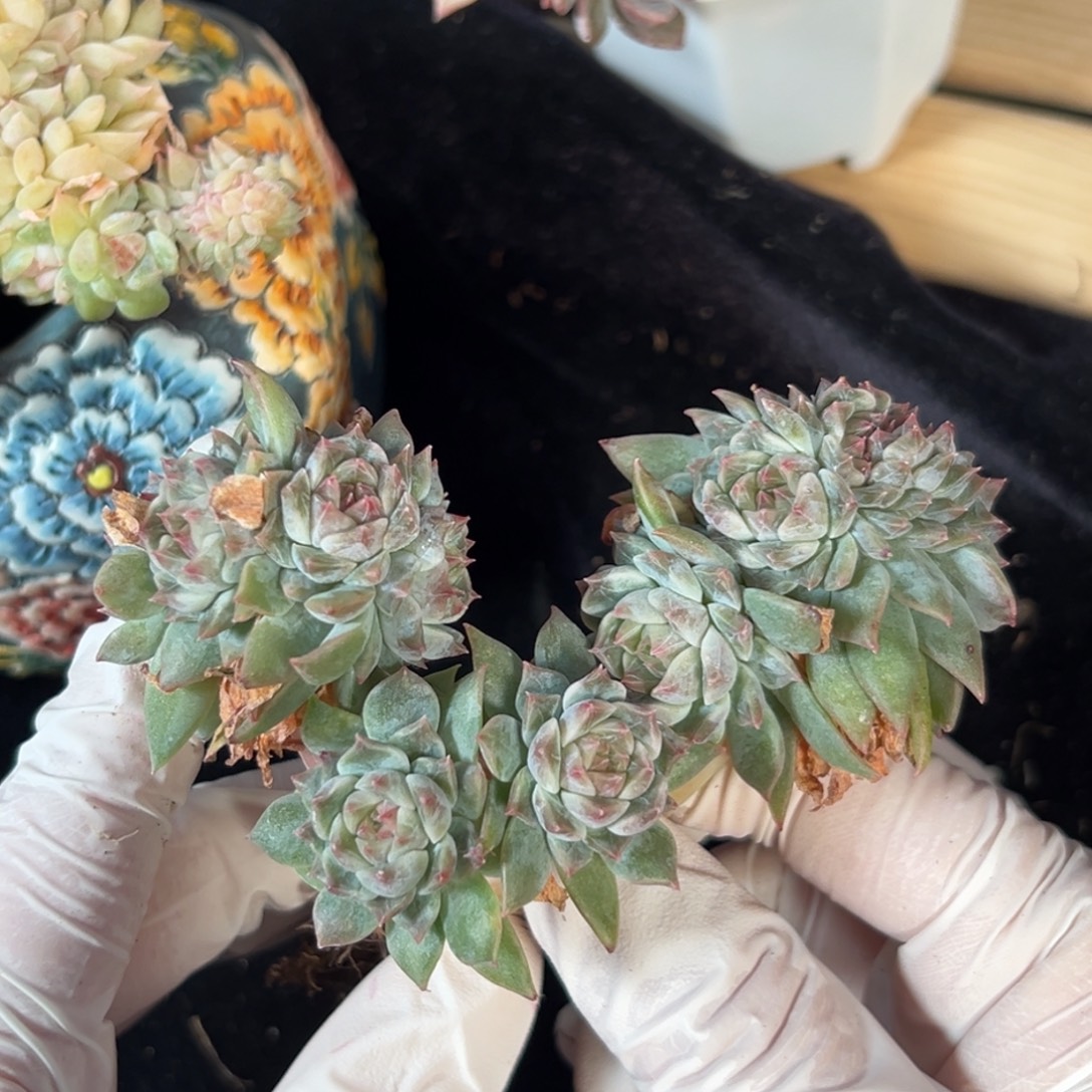 新年快乐 新年快乐