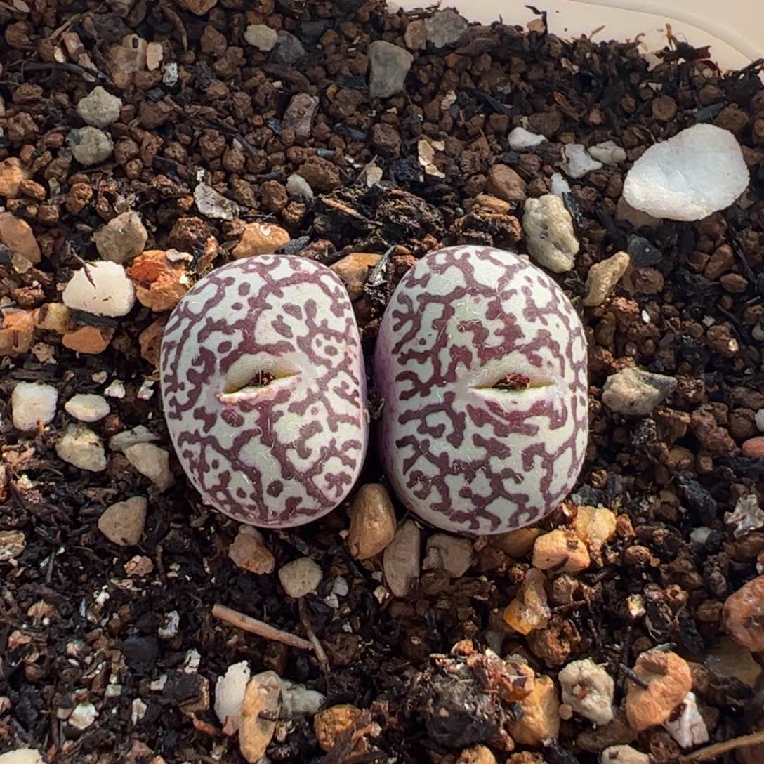 962多肉植物百科
