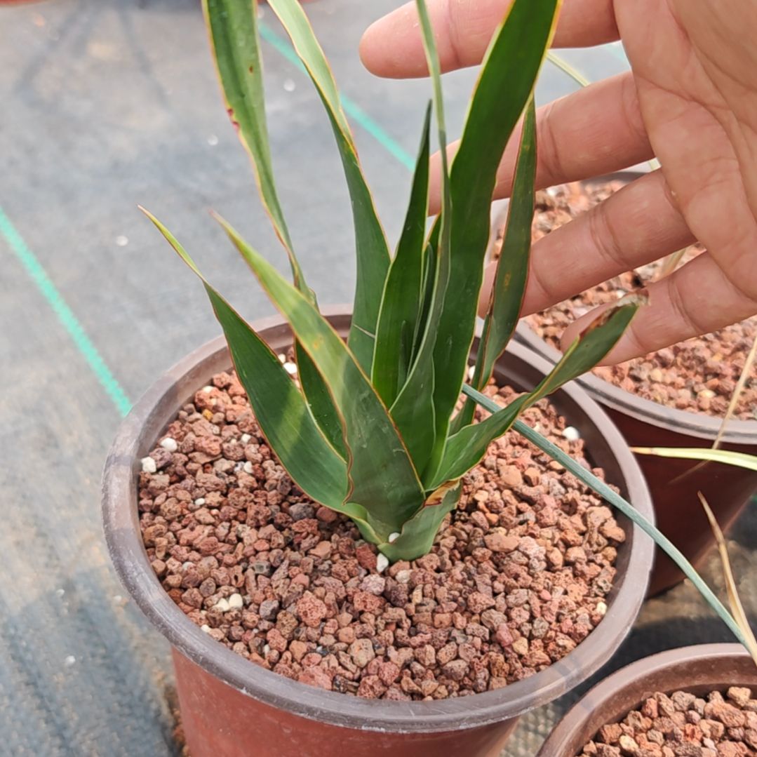 加纳利龙血树 多肉植物