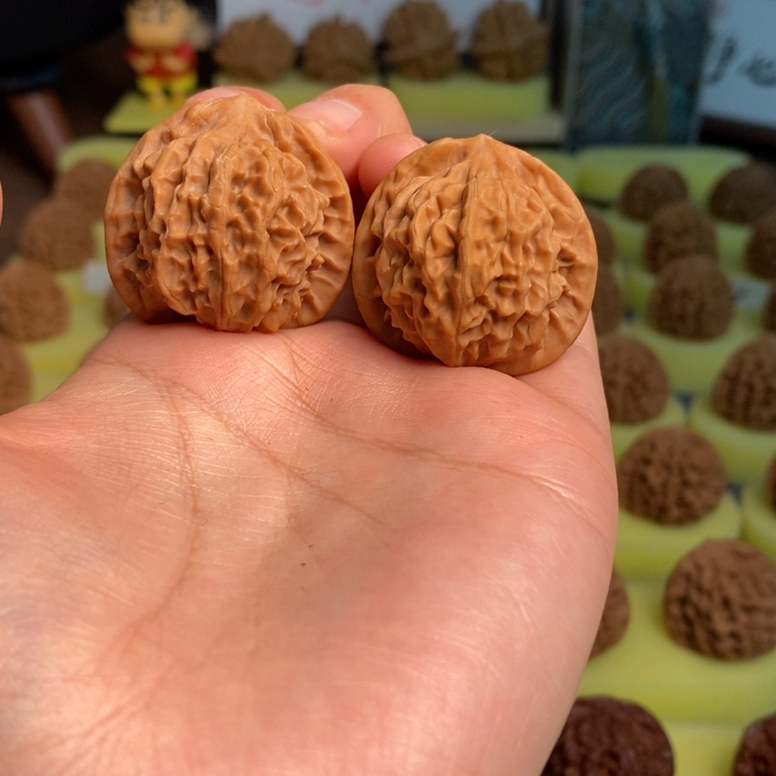 核桃秦岭金公子33尺寸