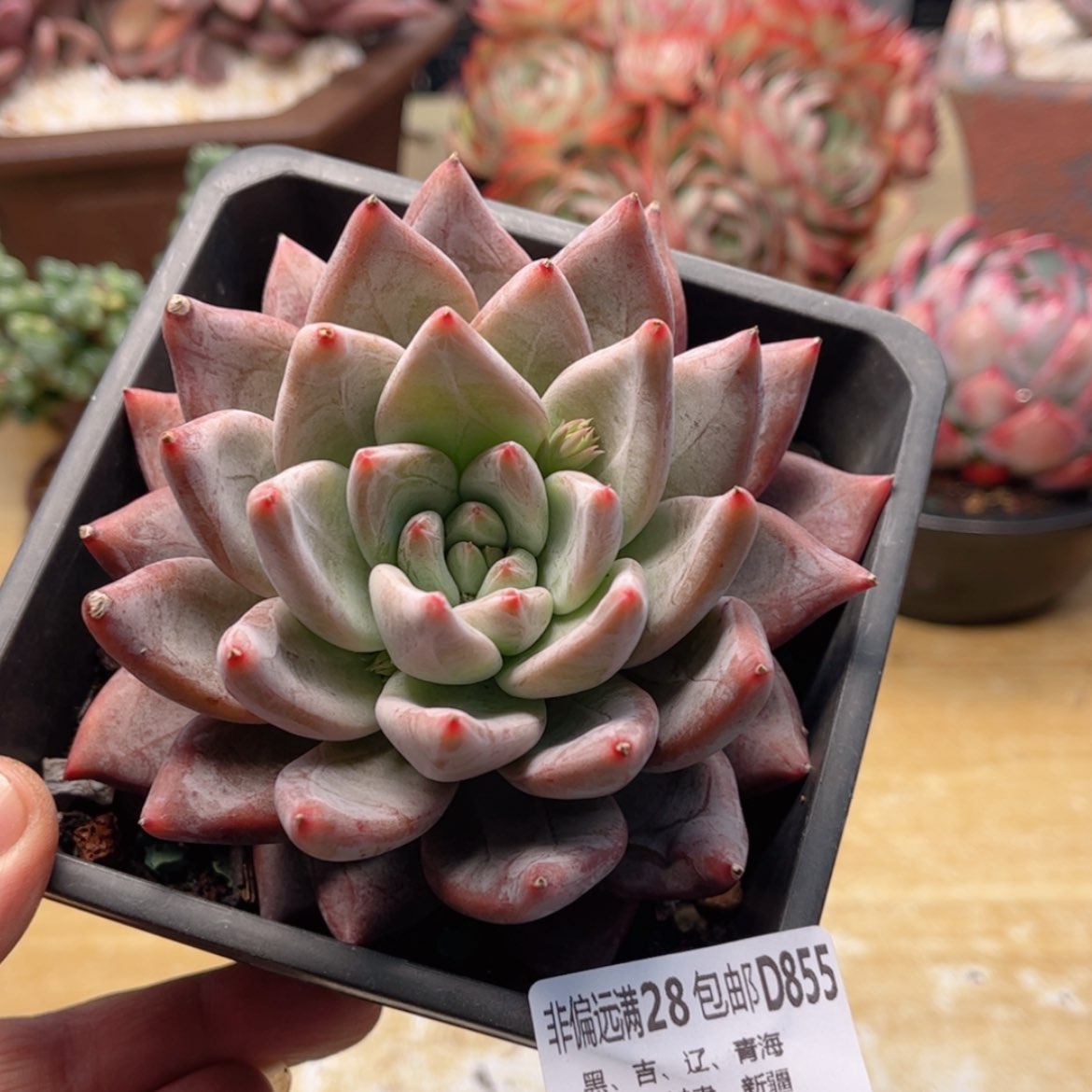 【闪购商品】855圣徒