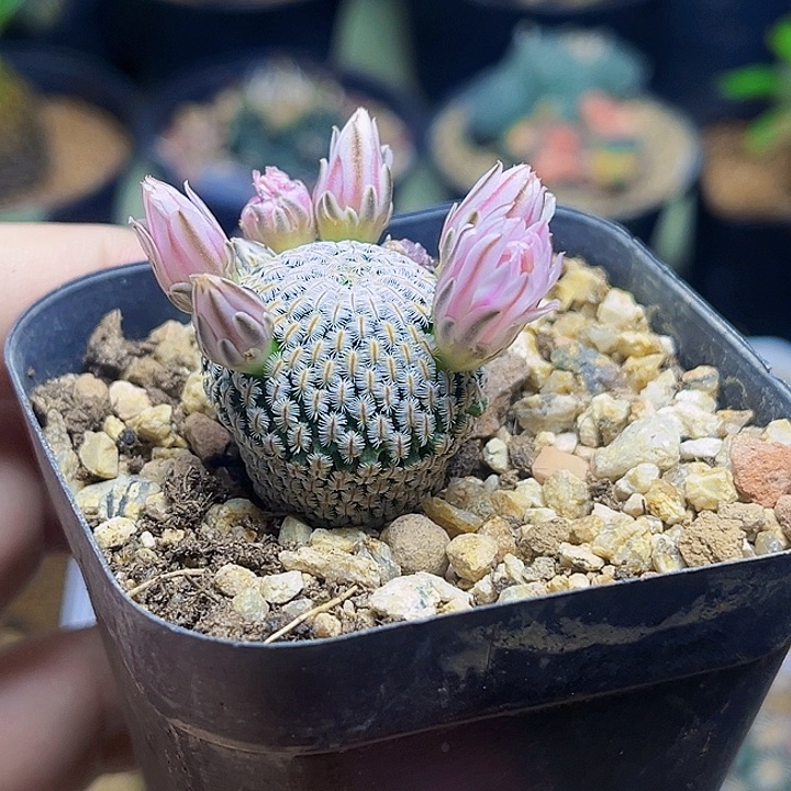 白斜子实生一颗一颗