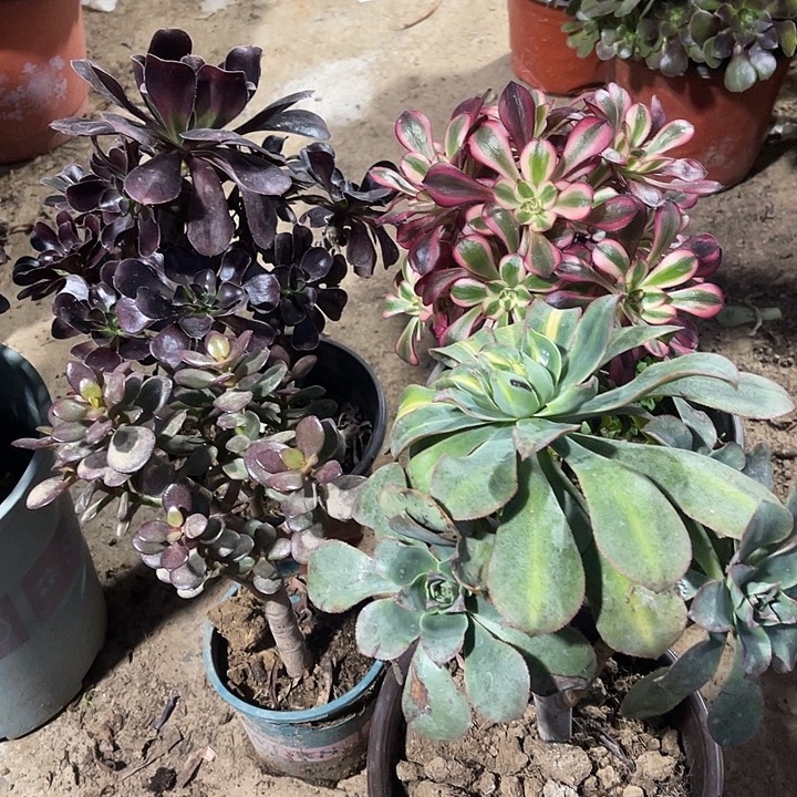 4棵玫瑰玫瑰玫瑰玫瑰