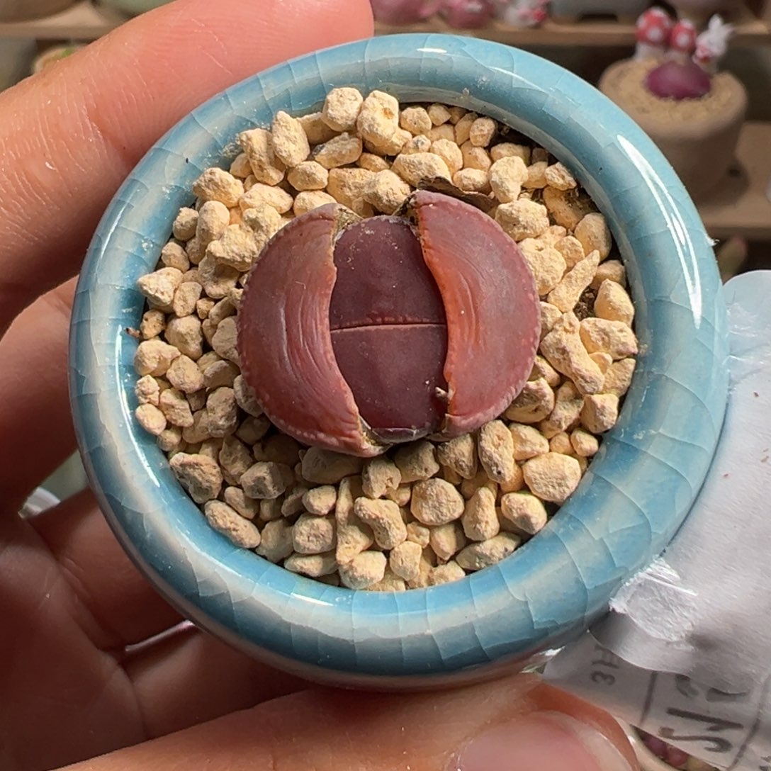 多肉植物84号比利时Ko