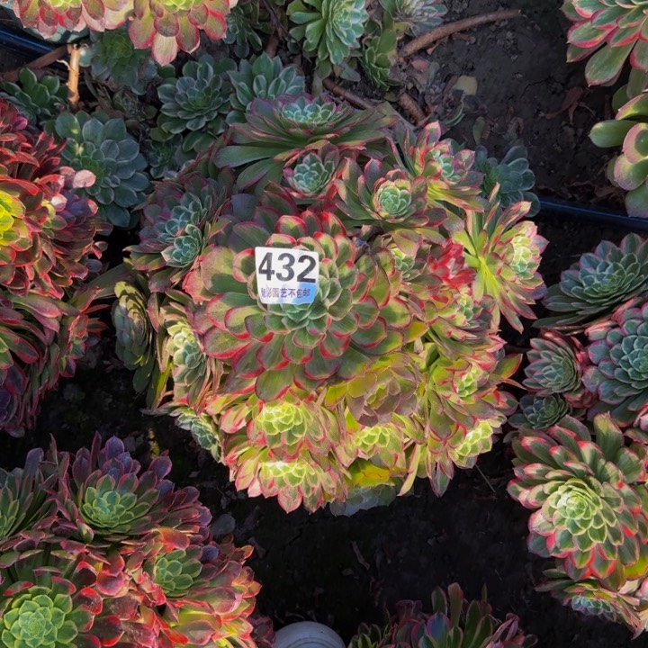 莲花花27-38包邮花花