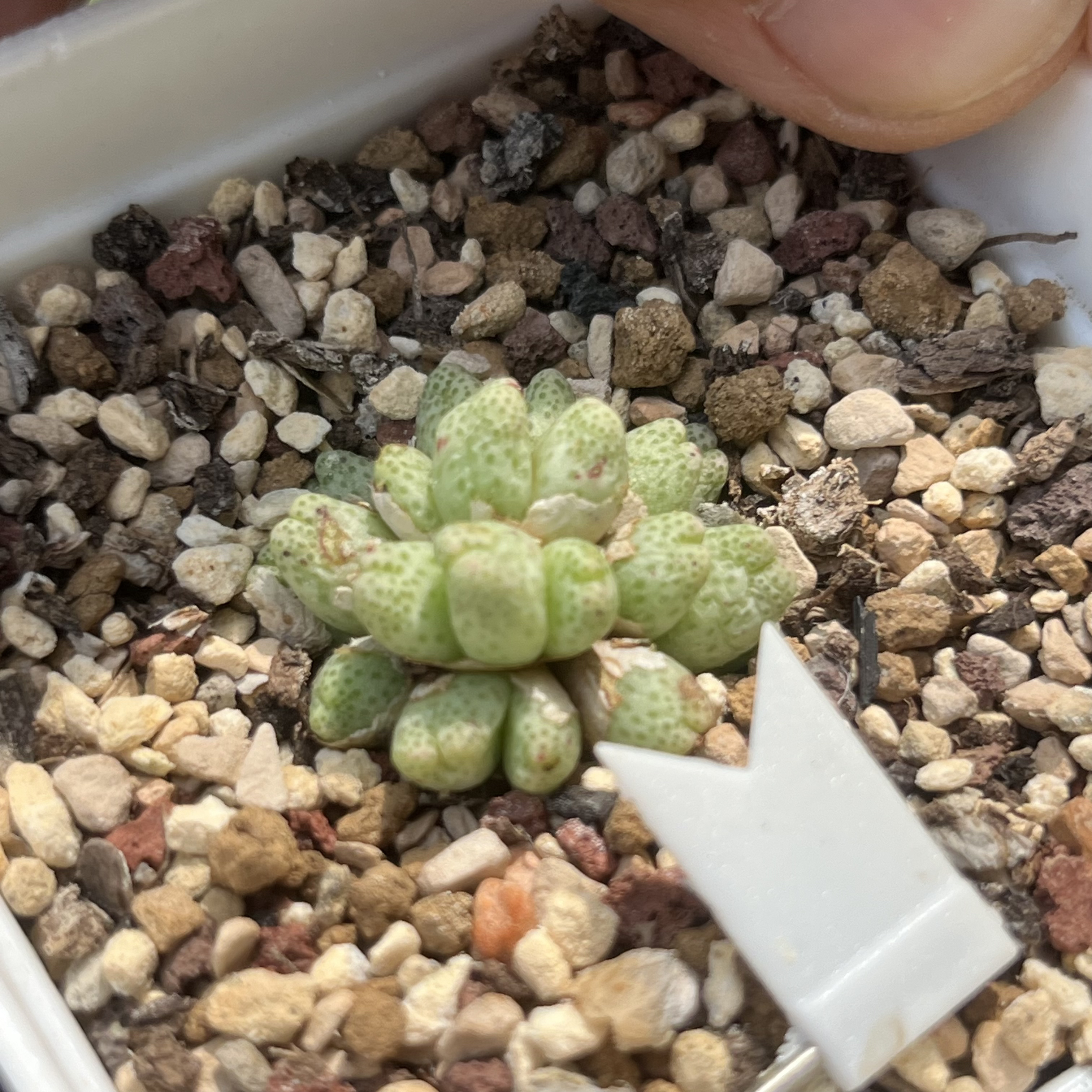群生20头草莓斑马包邮肉锥