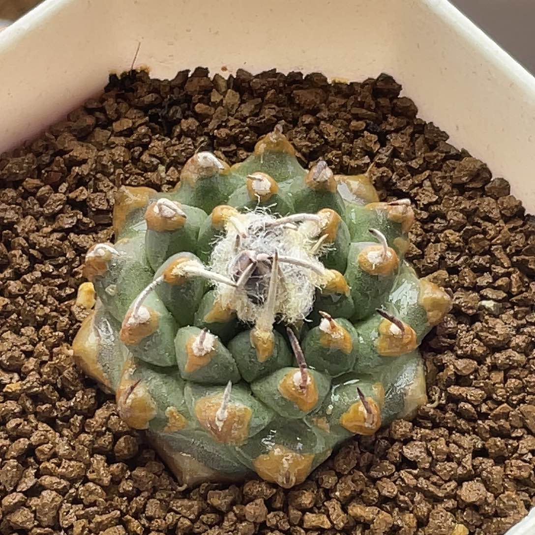 实生焦糖尤遁地安德森仙人球