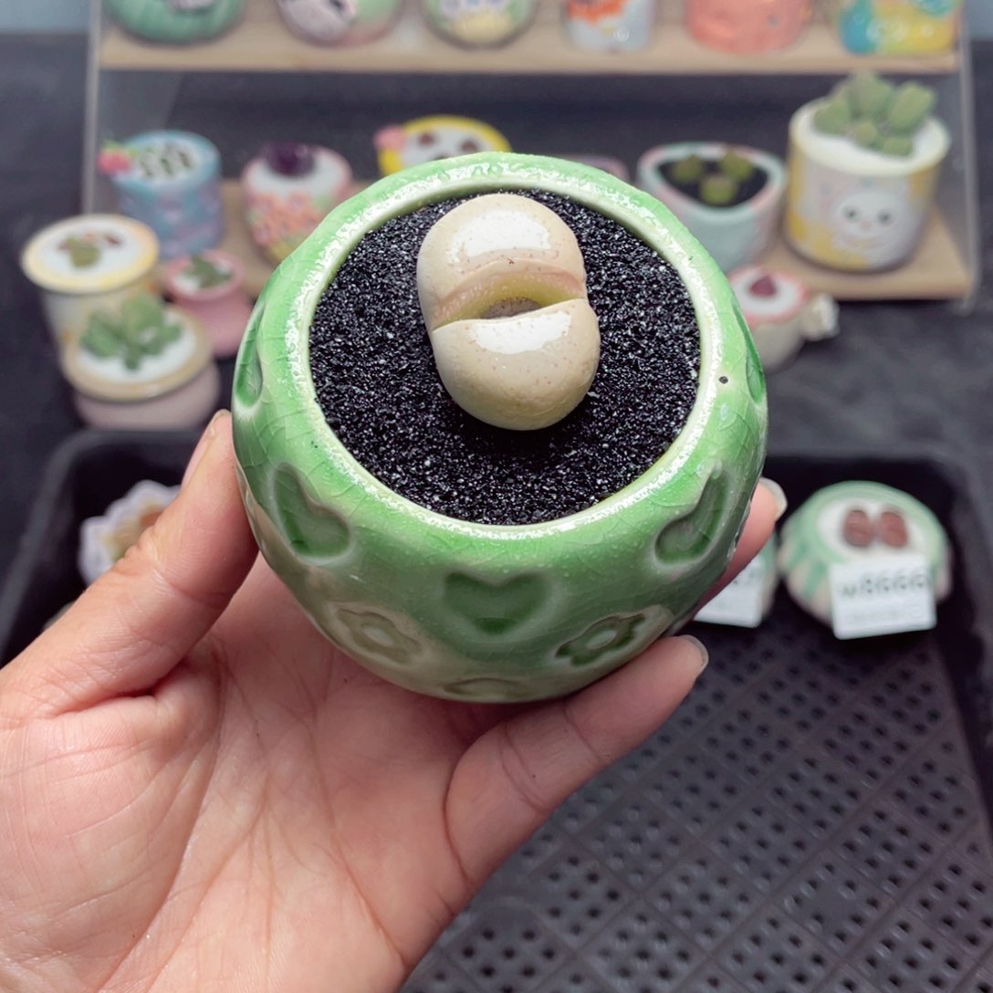 w8672 带盆土发货-零下地区拍保温箱