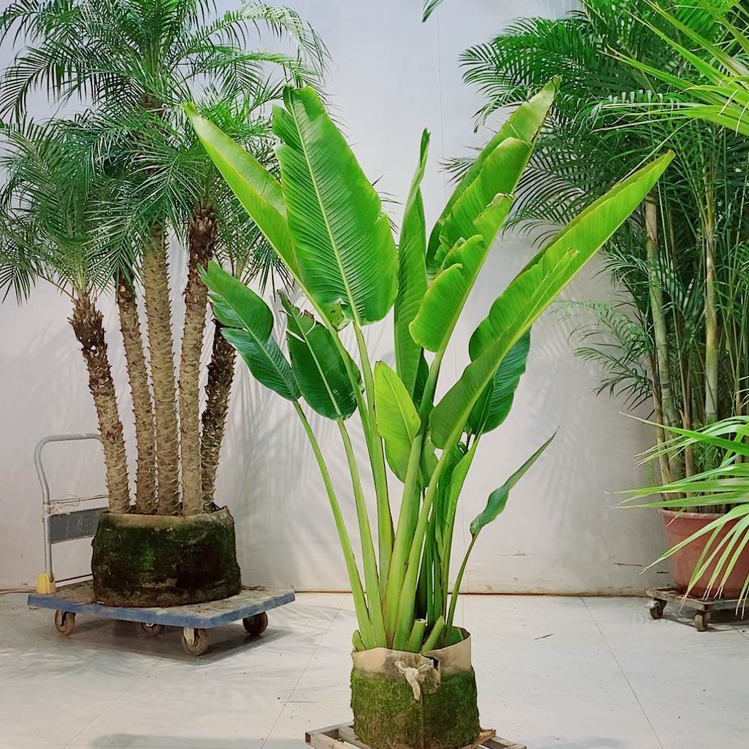 杨**亿45678887556886