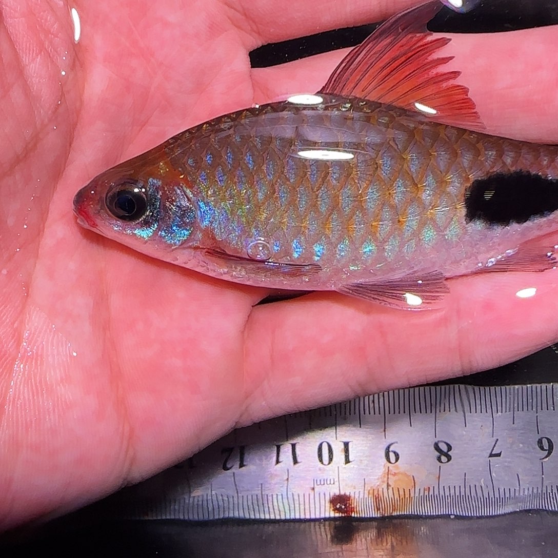 灯科鱼红杂6666666