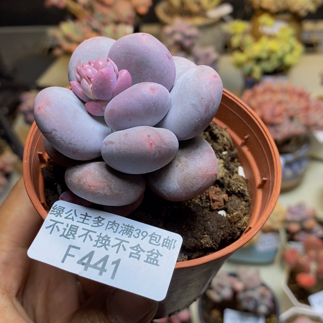 441大叶奶多肉5c m