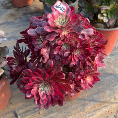 23-50红铜瑕疵处理不包售后多肉