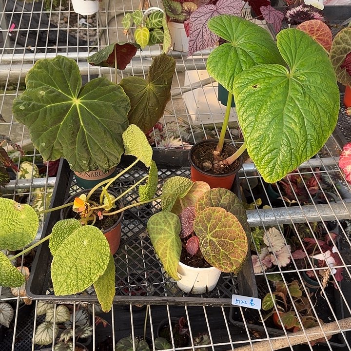 无花朵5122 活动无售后 介意勿拍