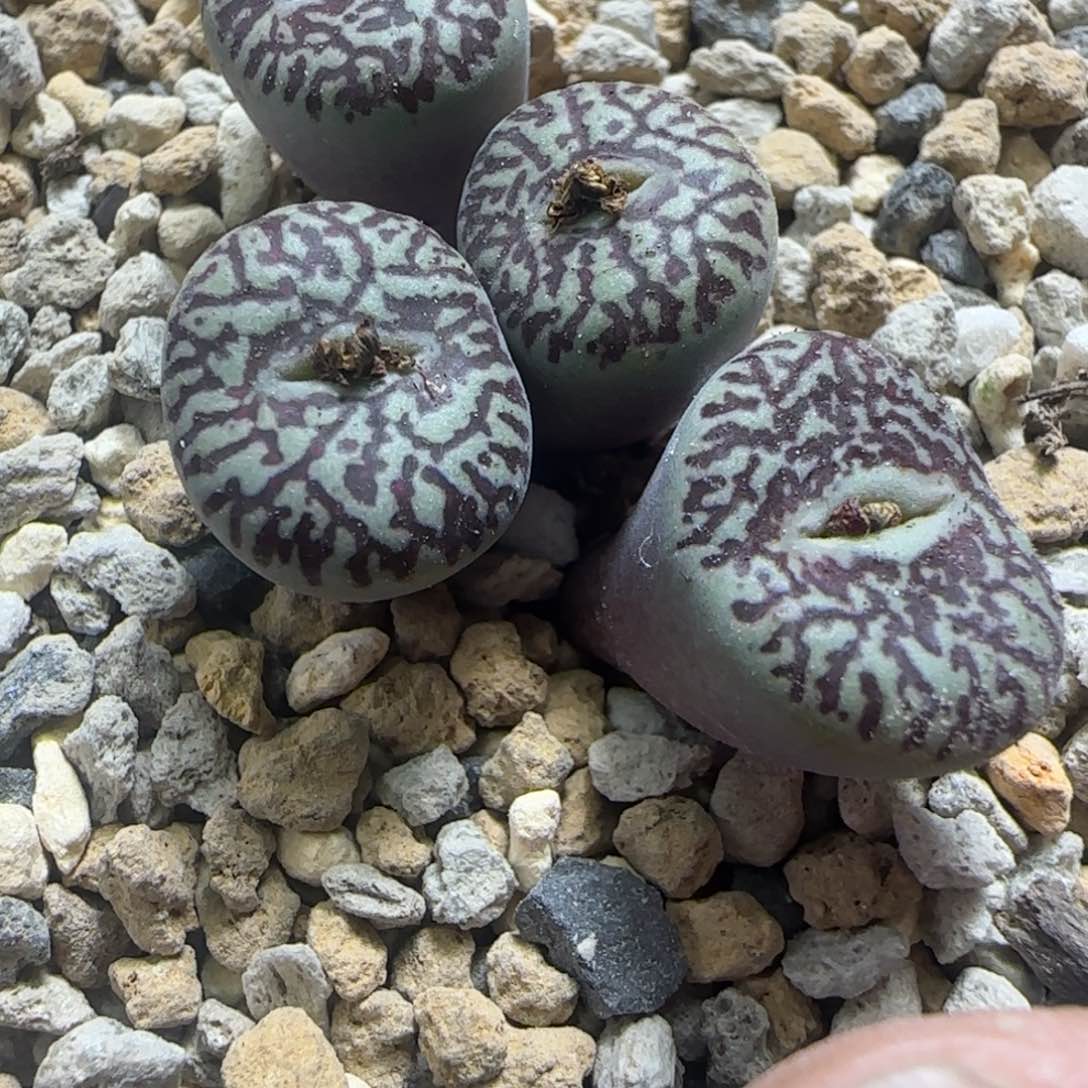 墨小锥四头多肉植物