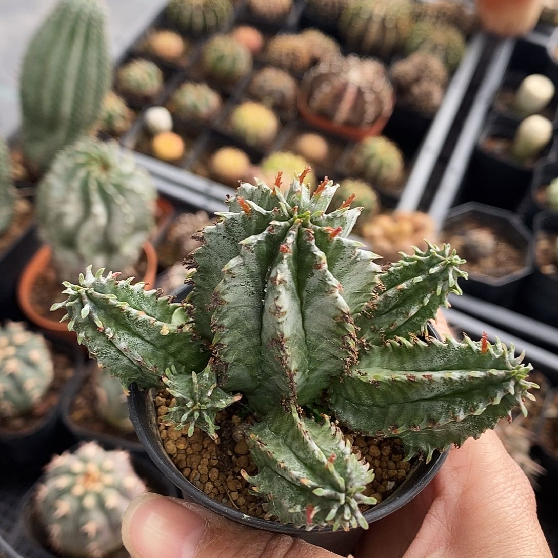 花花草草花花草草