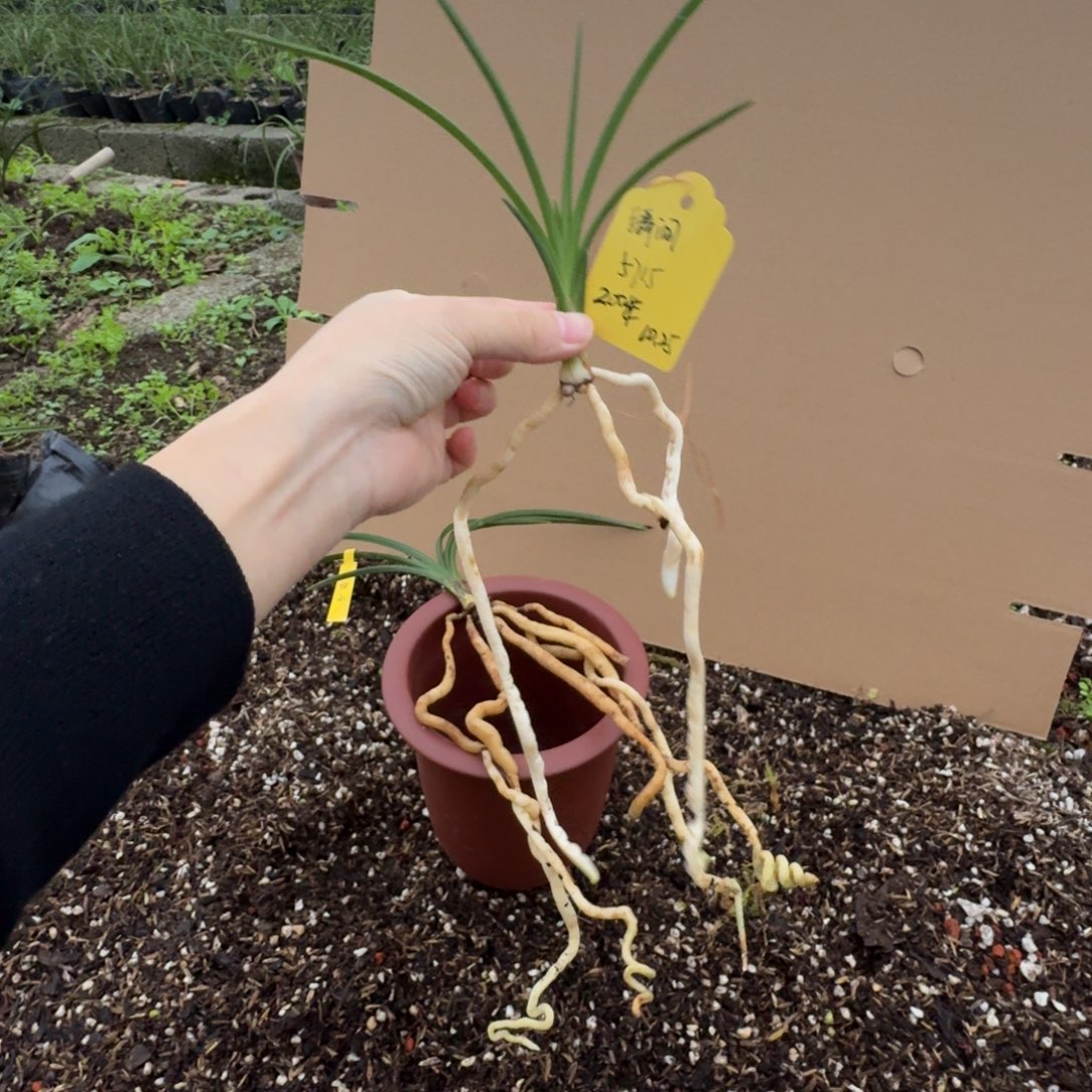 当前无花栽培后可以开花