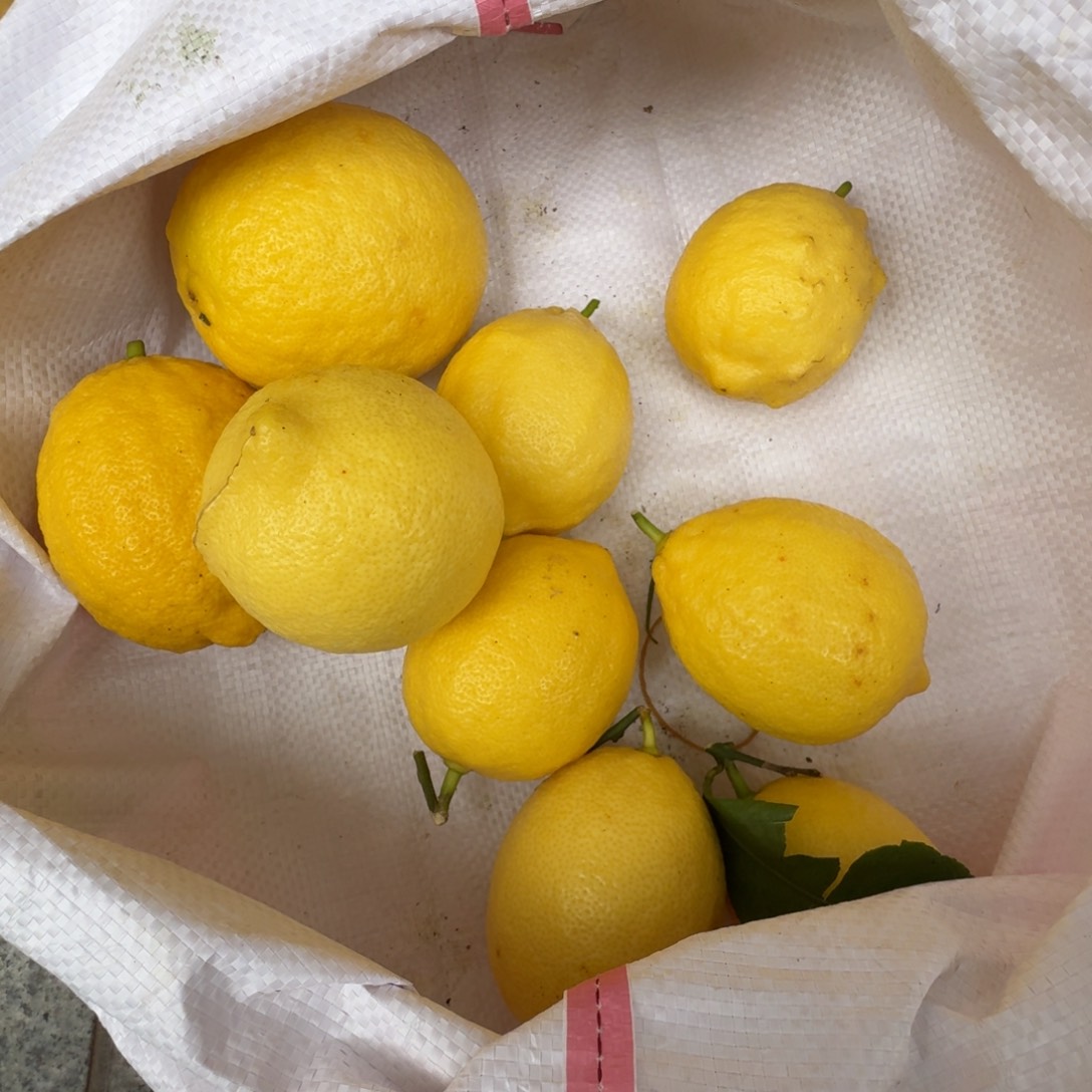 香水柠檬本地柠檬