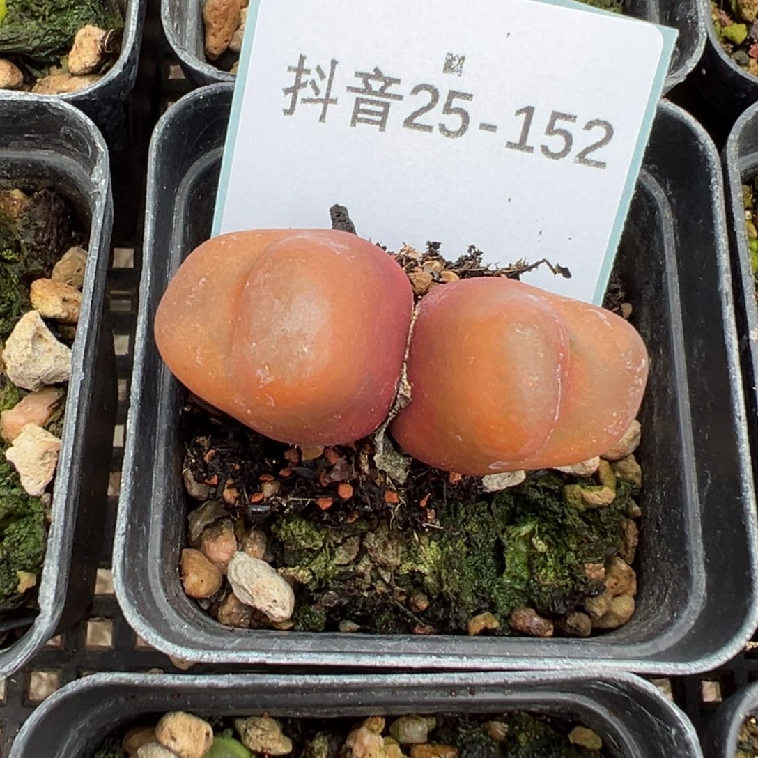 25-152肉锥多肉植物