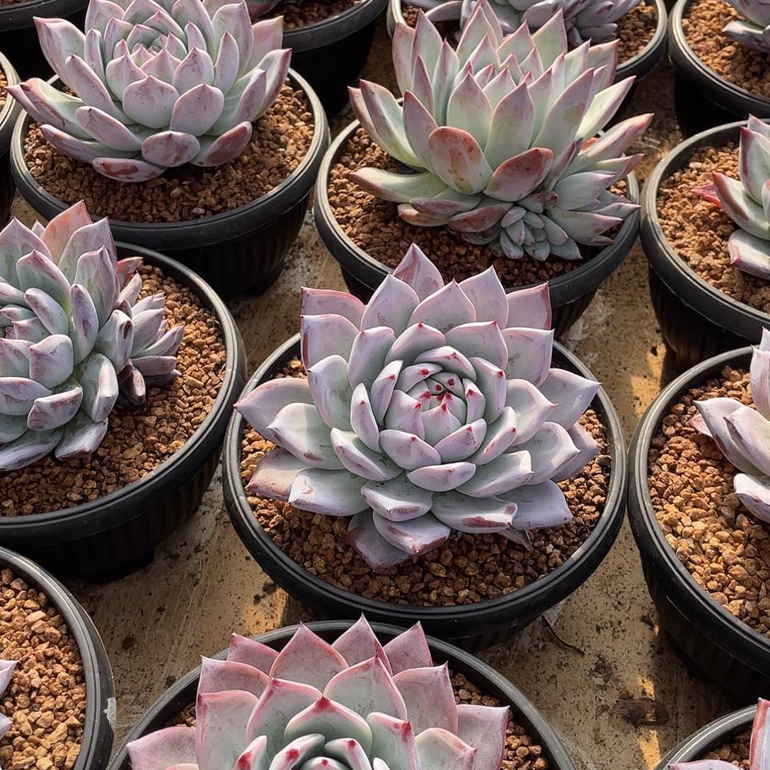 祖母绿精控（黑瓦斯）15厘米可挑