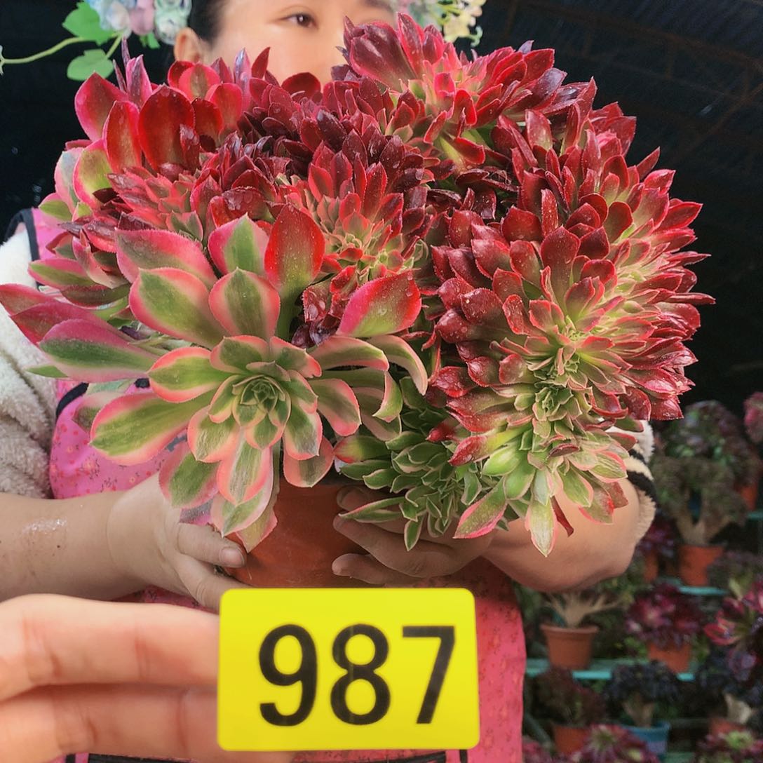 柒哥多肉法师不包侧断枝987