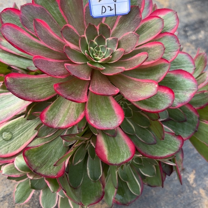 雅***@粉花妖多肉断枝不包21