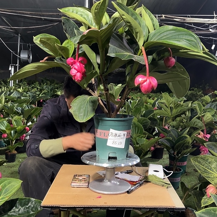 风***里无花朵荷兰进口宝莲灯