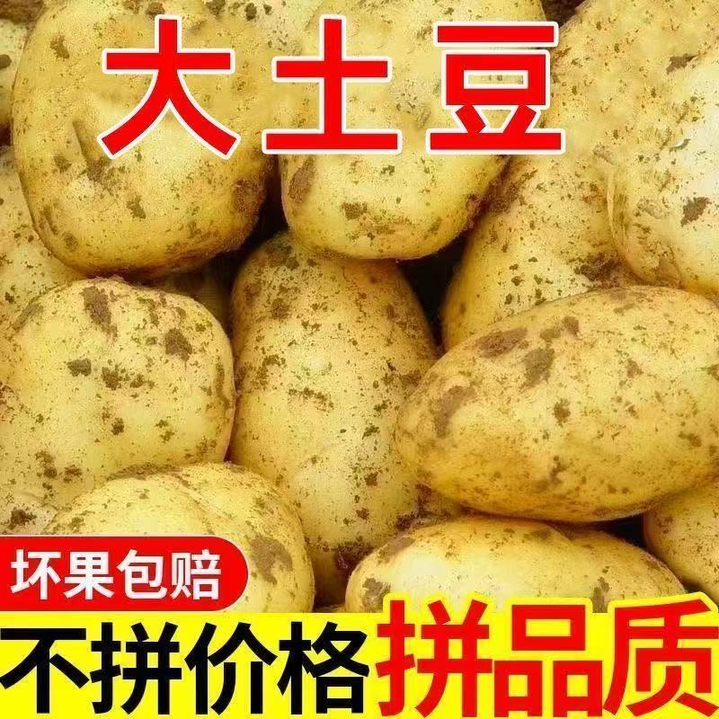 【2025新土豆】新土豆农家高山黄皮土豆新鲜洋芋马铃薯