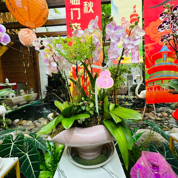 【一物一拍】粉紫兰心
