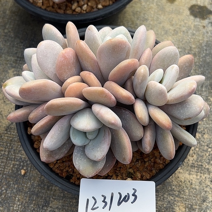 1231203 粉兔胖体5头群生无砍