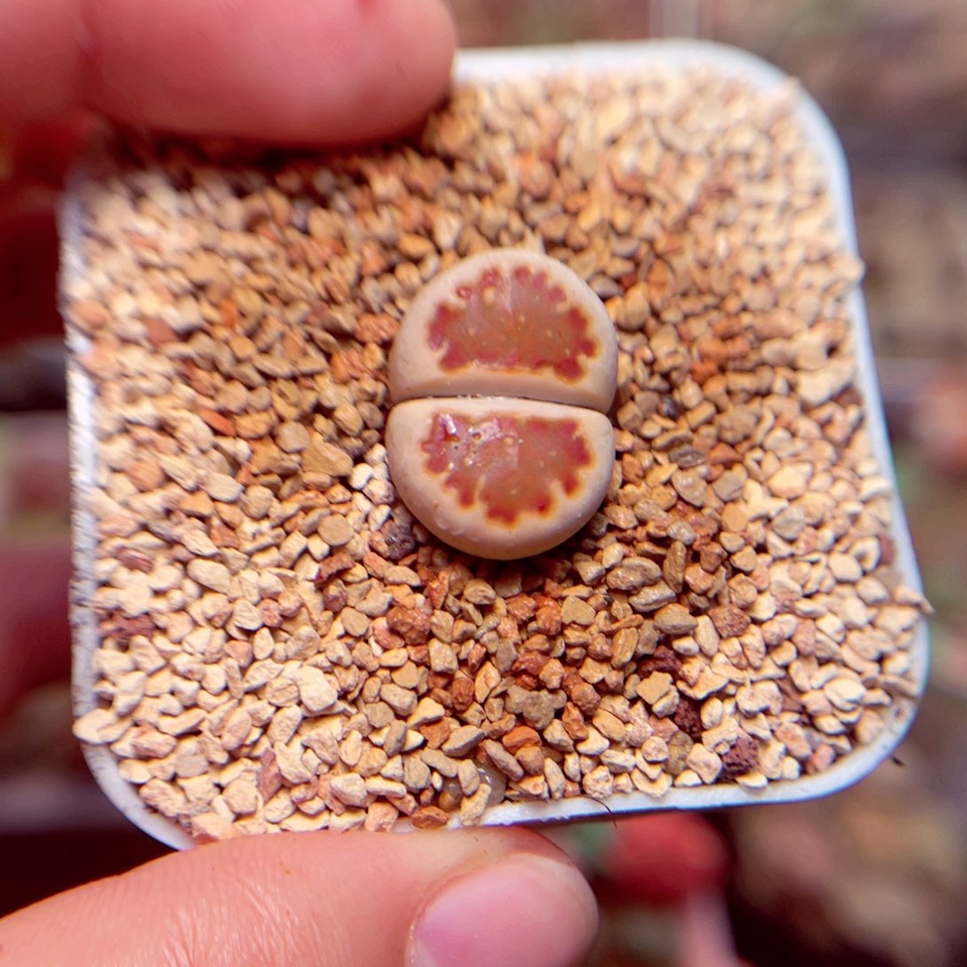 234号带盆盆人包邮发货