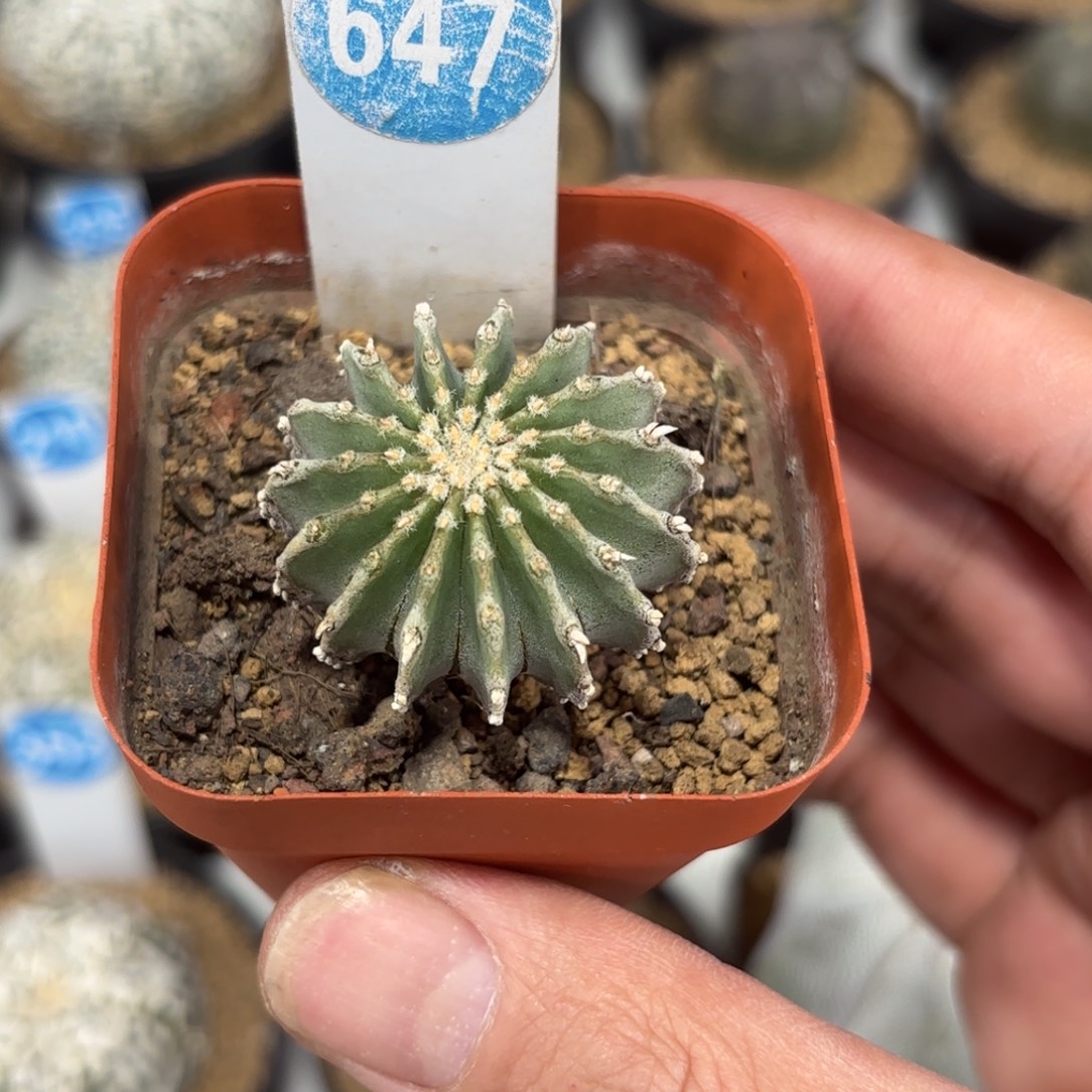 647实生薄叶花笼带盆带土发货