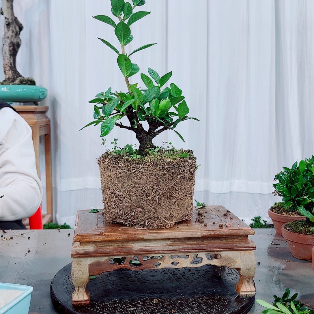 廿***玖法莲栀子花花花花