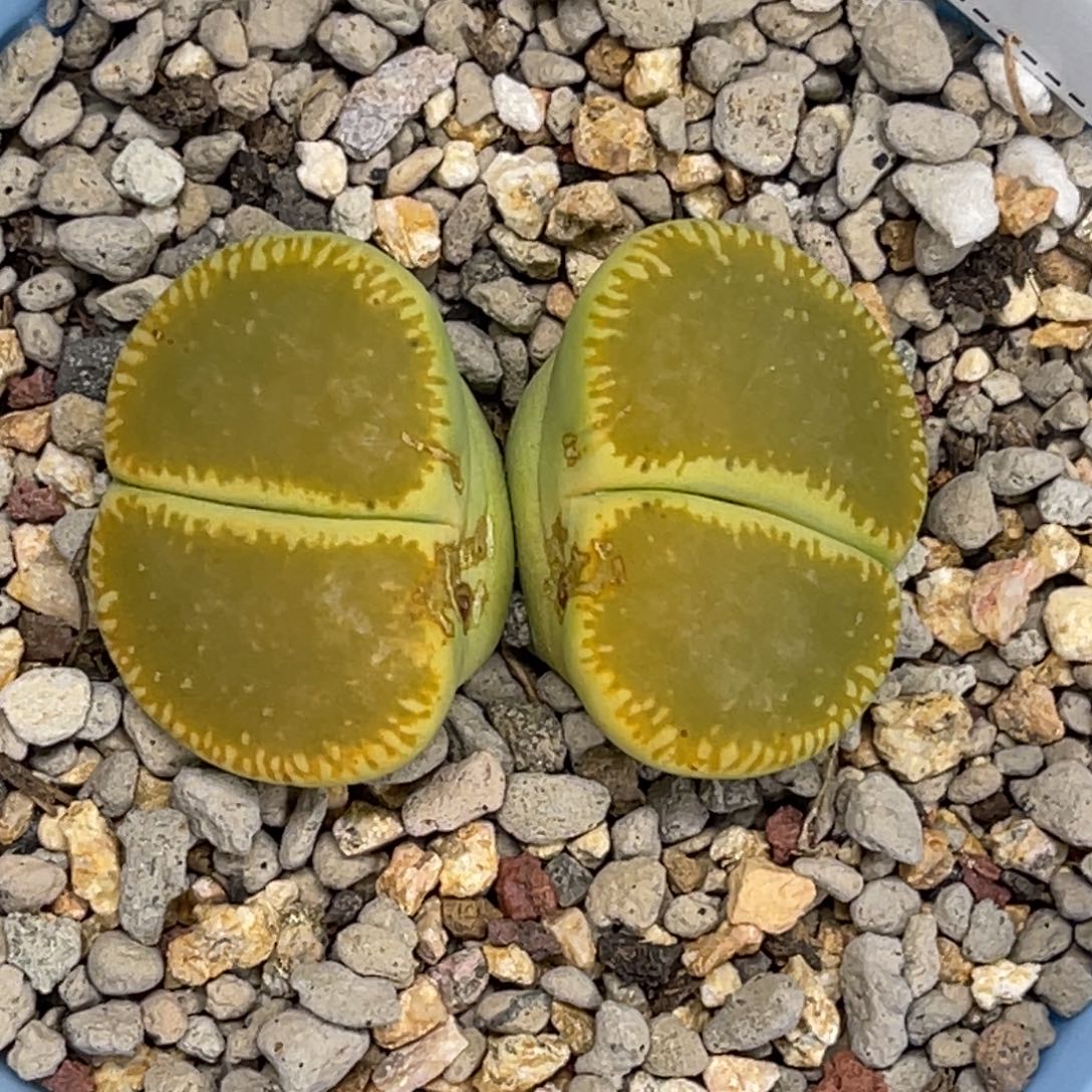 1593双头绿光阳1母本