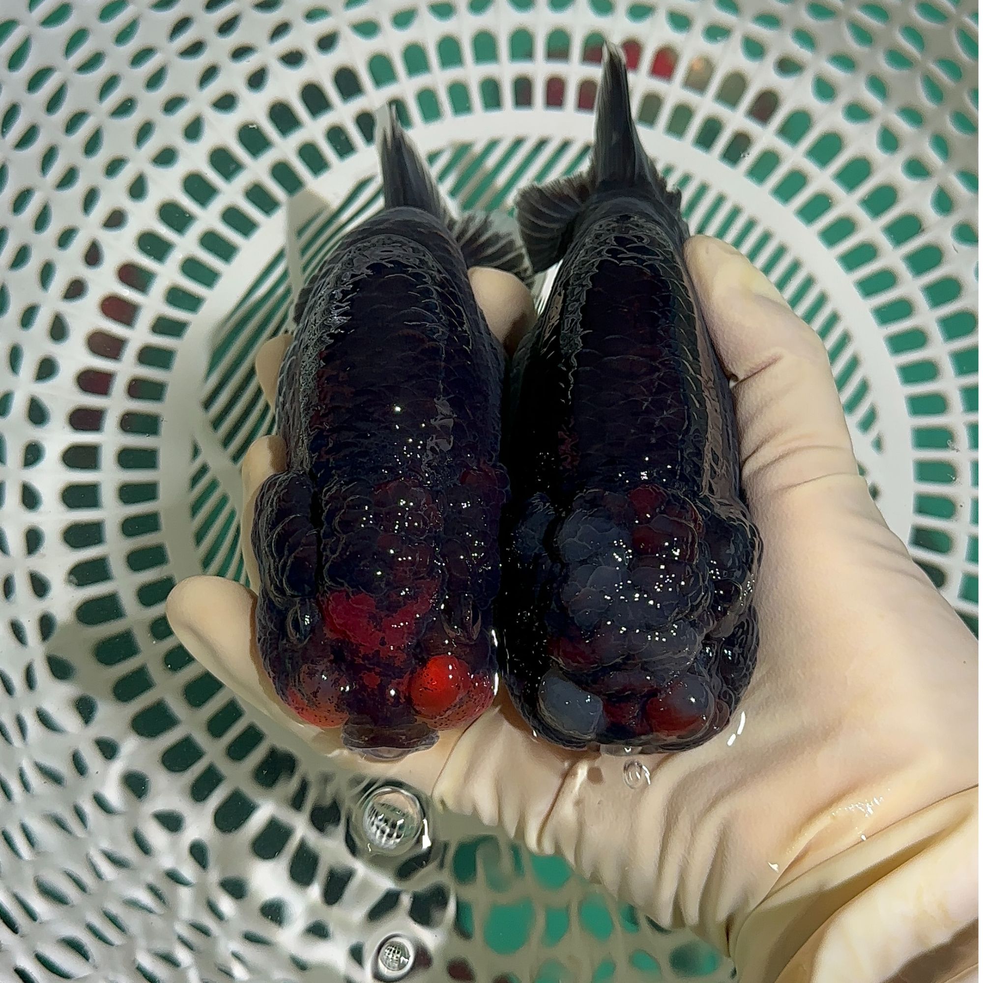 兰寿超萌观赏鱼兰寿金鱼活体