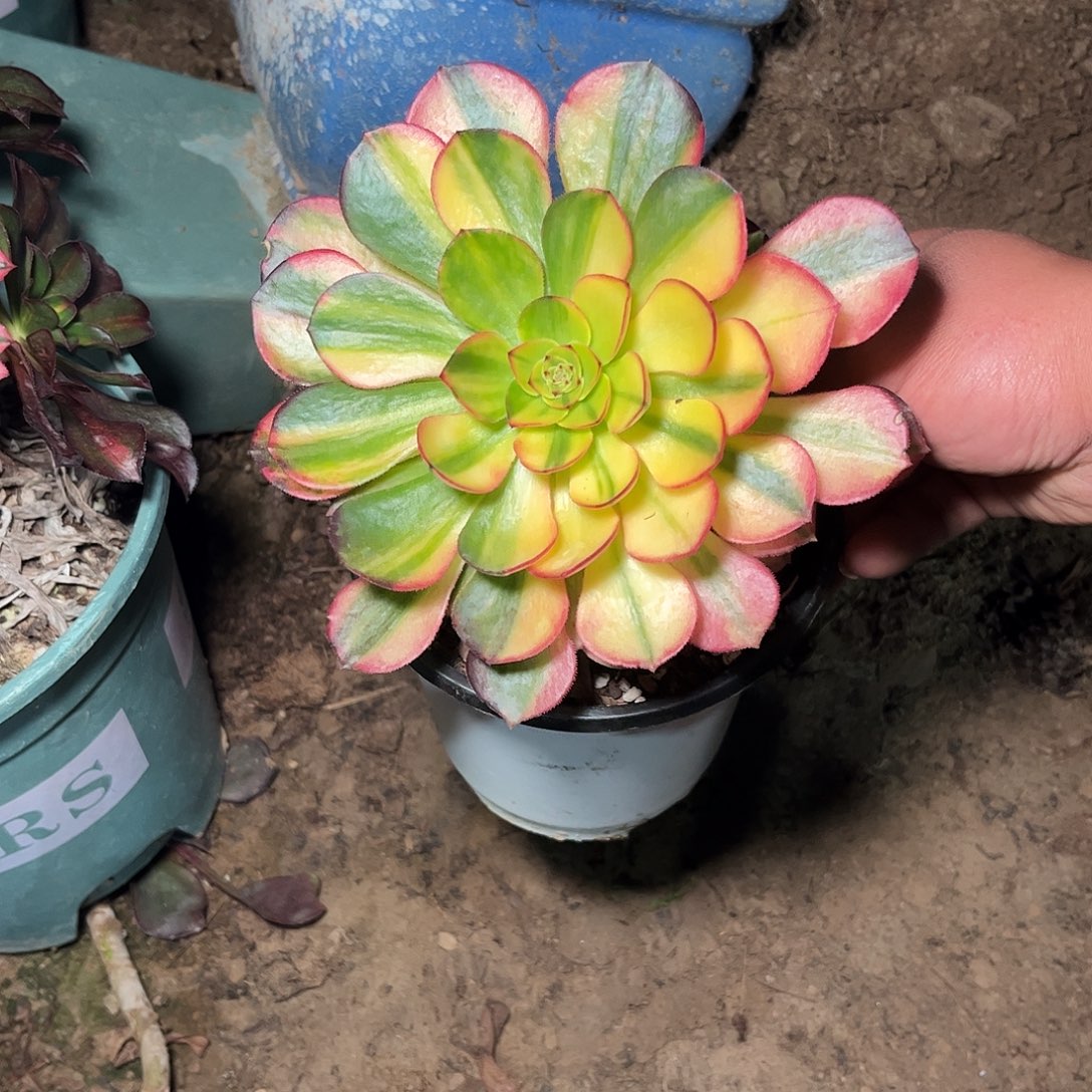 秒***肉多肉植物万七彩……