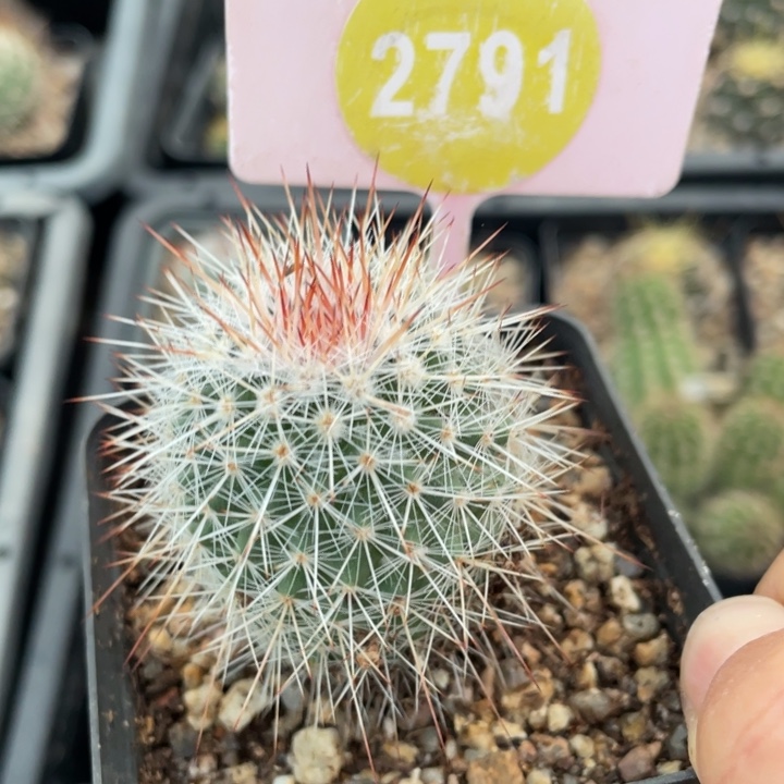 风***8实生乳突279100000