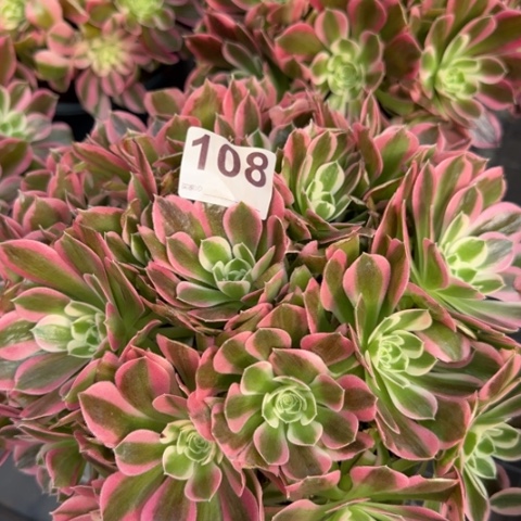 108白凤25厘米左右