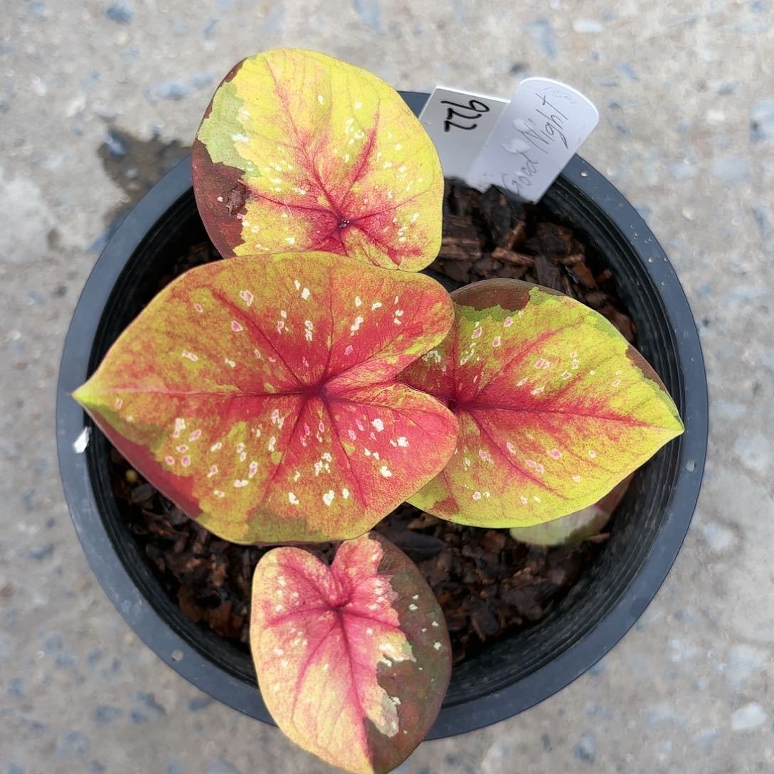 922-0123goodnight彩叶芋泰国发货